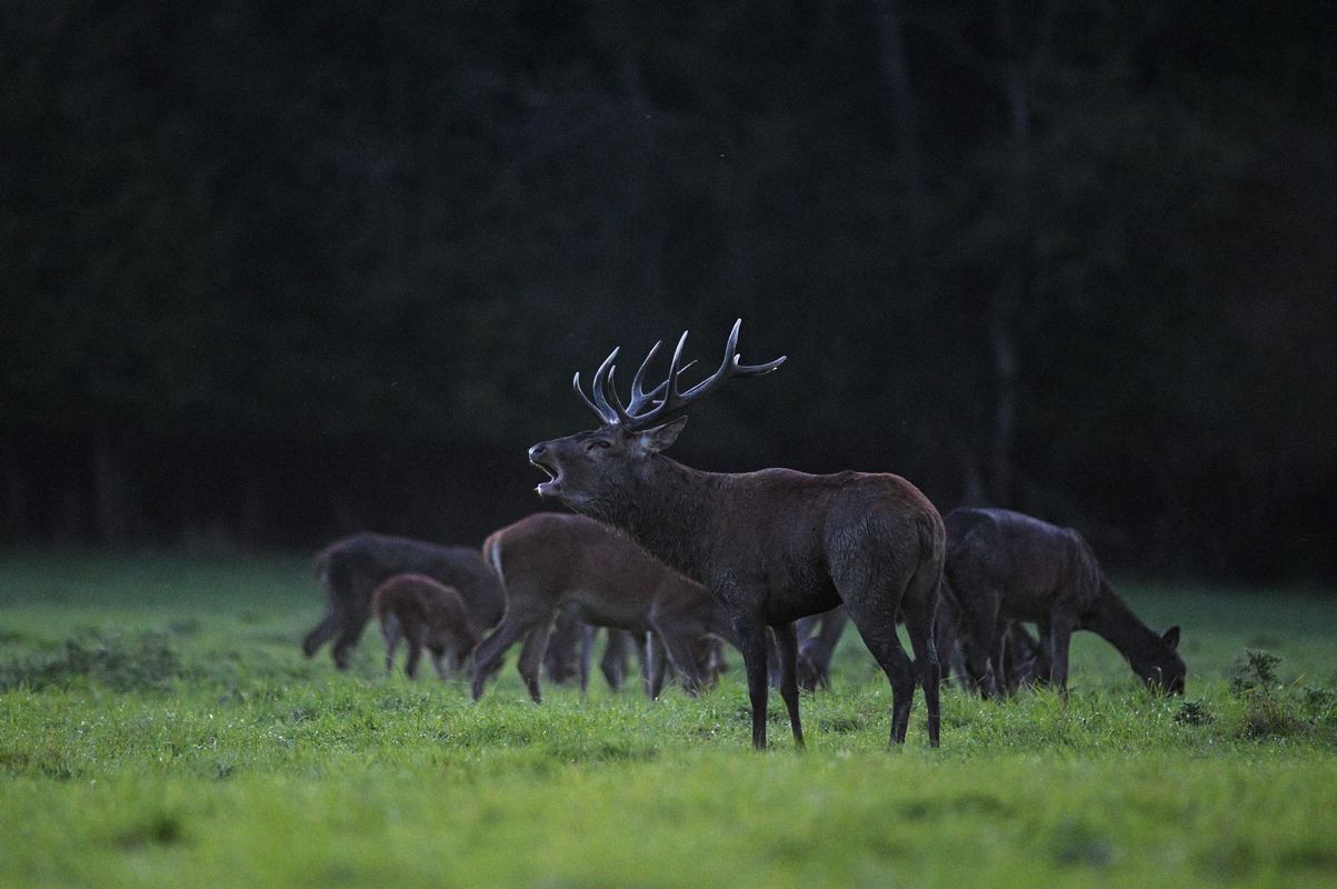 Cerf au brame.