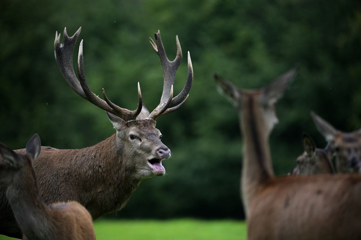 Grand cerf au brame parmi son harpail.