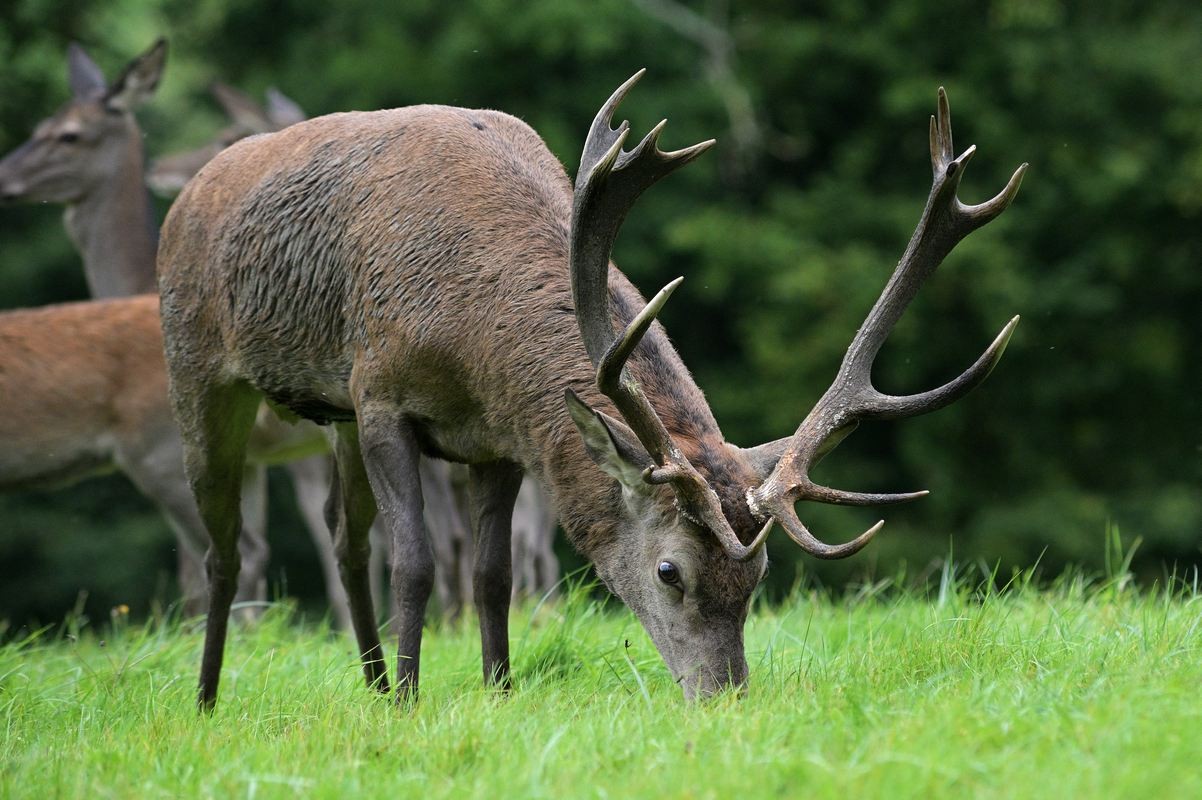 Cerf patûrant avec sa harde.