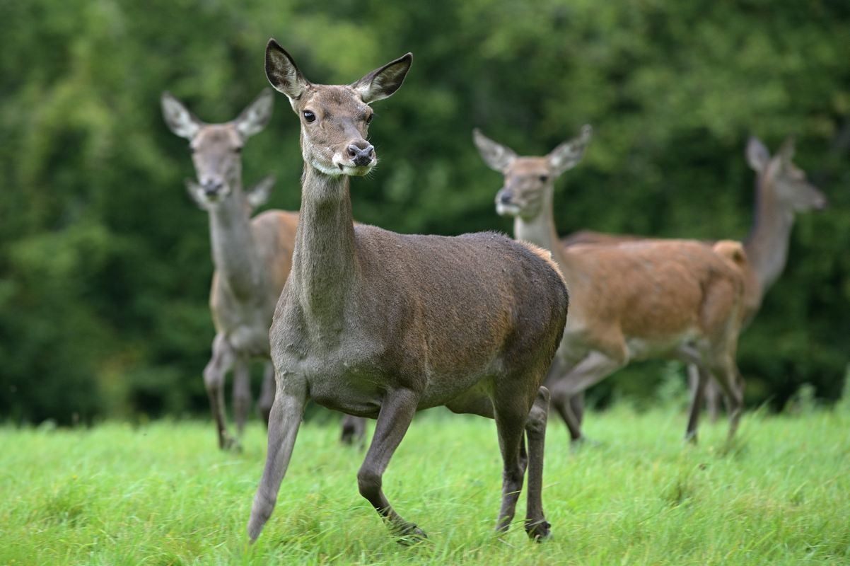 Biche meneuse.