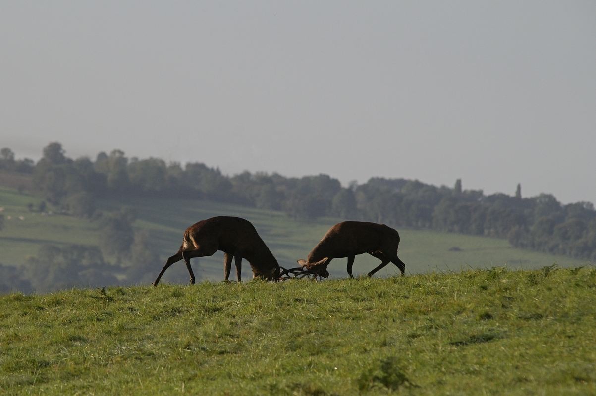 Combat de cerfs.