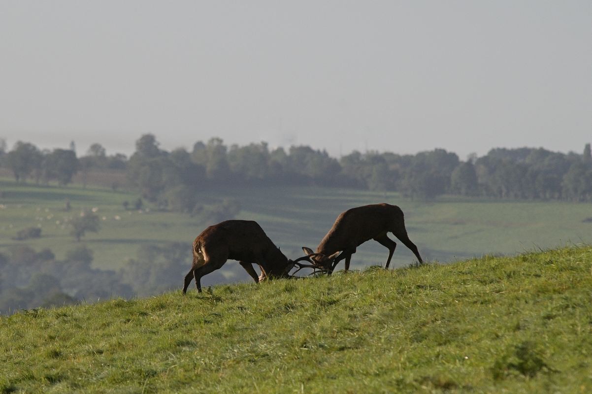 Combat de cerfs.