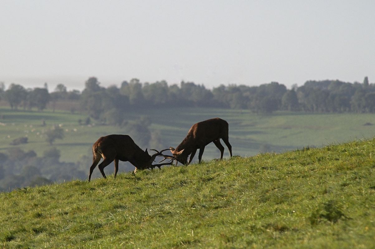 Combat de cerfs.