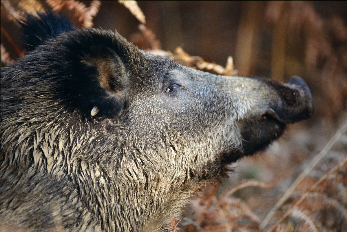 Portrait de sanglier.