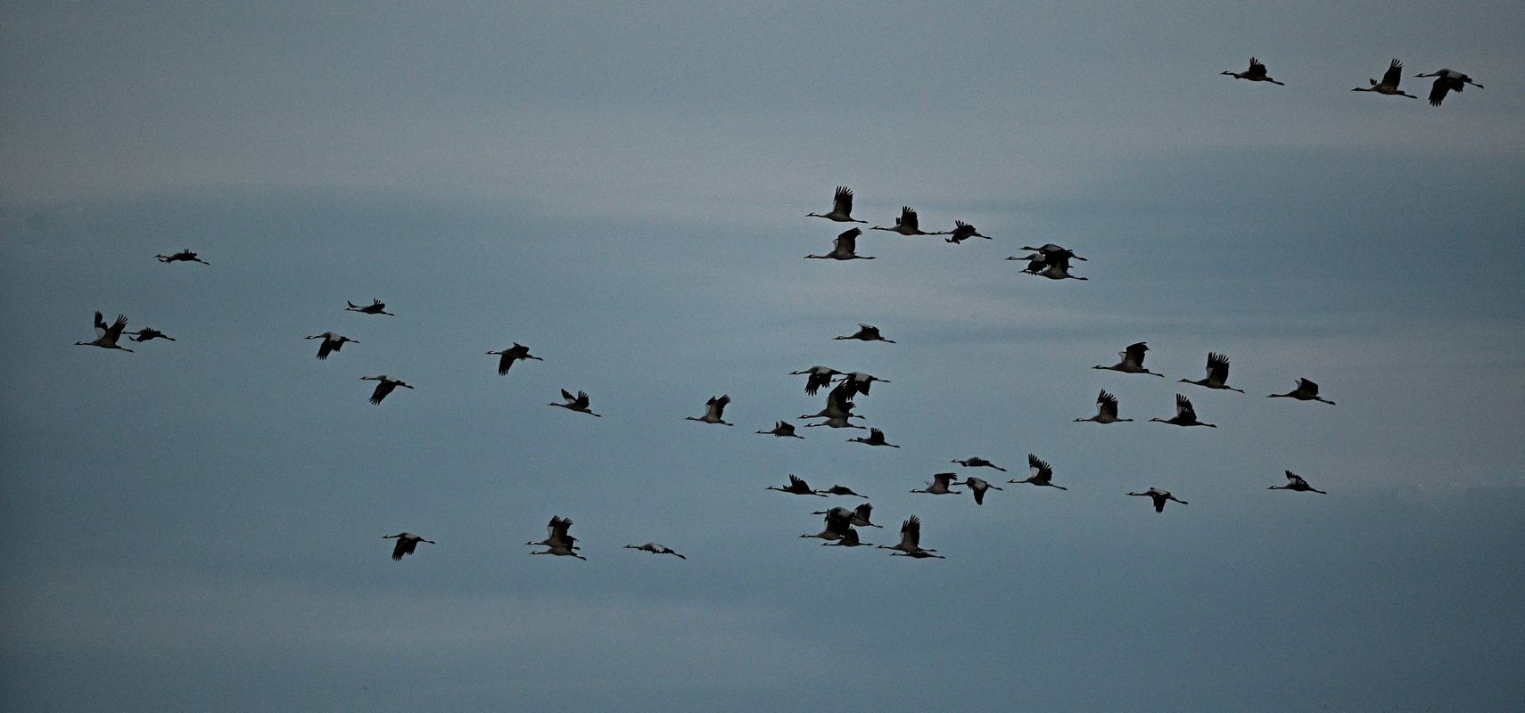 Grues cendrées en vol.