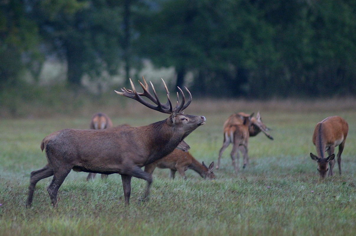 Grand cerf au brame avec son harpail.