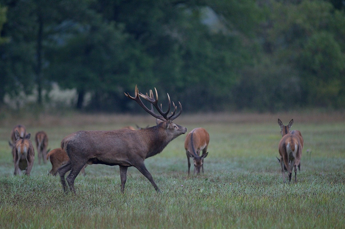 Grand cerf au brame avec son harpail.