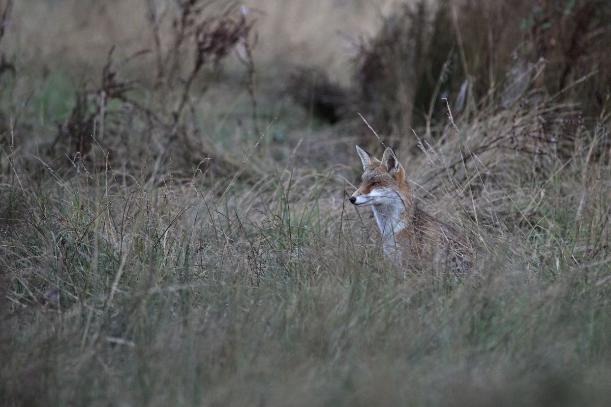 Renard roux.