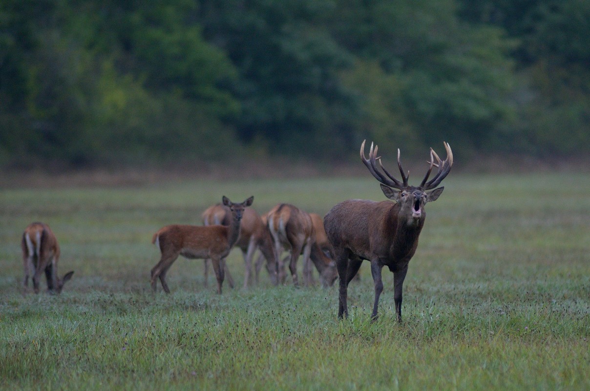 Grand cerf au brame avec son harpail.