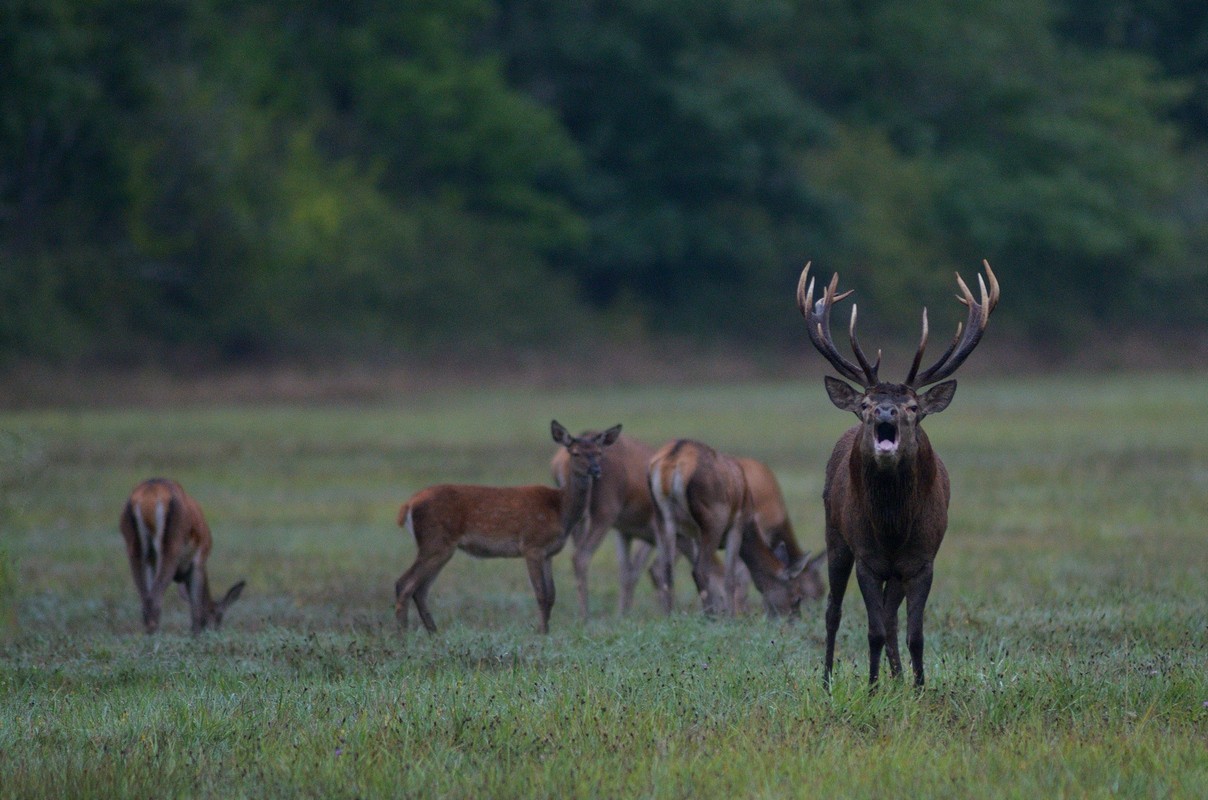 Grand cerf au brame avec son harpail.