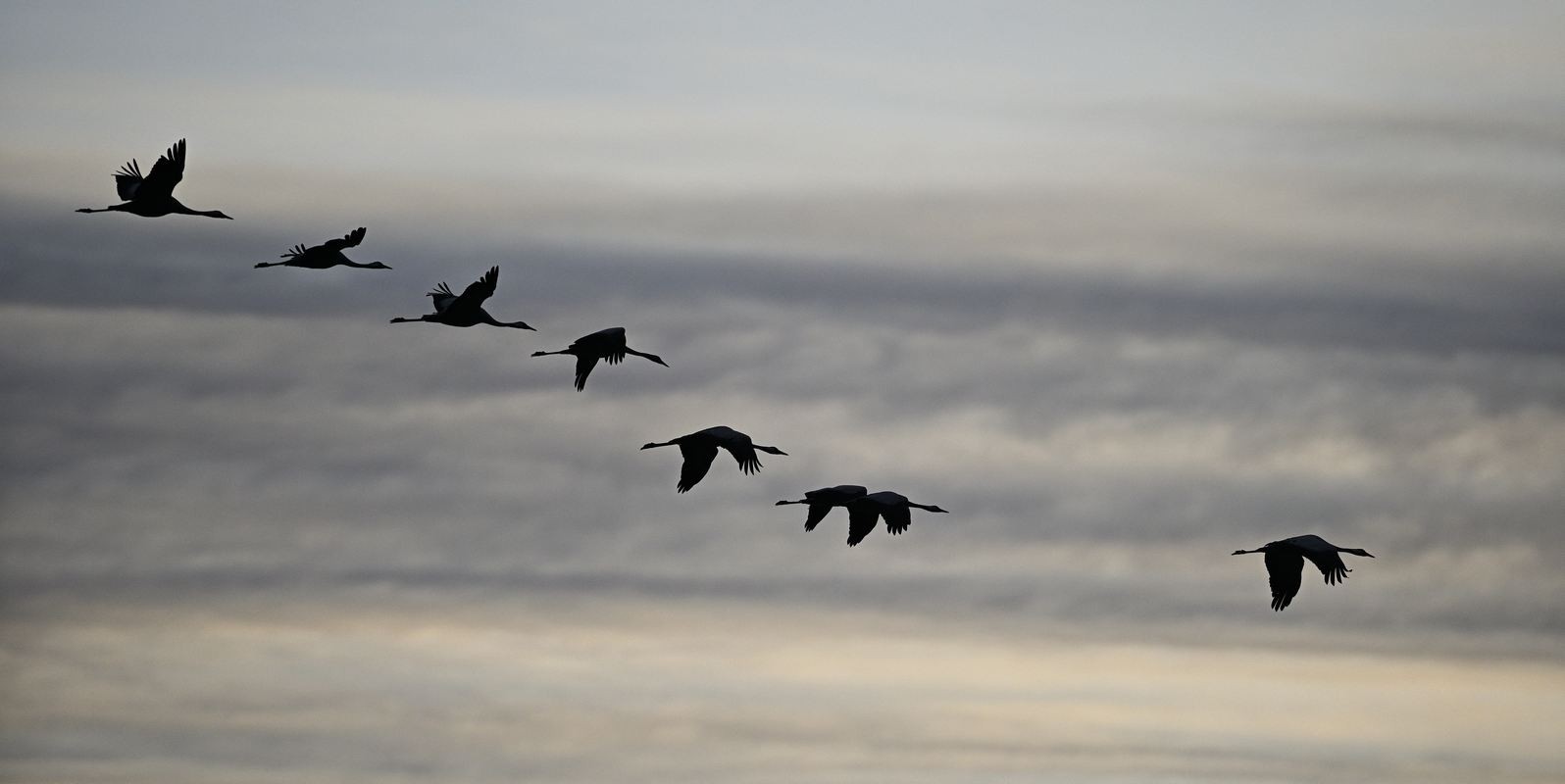 Grues cendrées en vol.