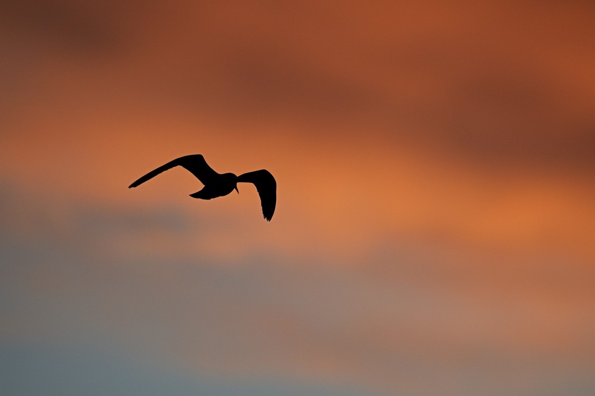Mouette rieuse au lever du jour.