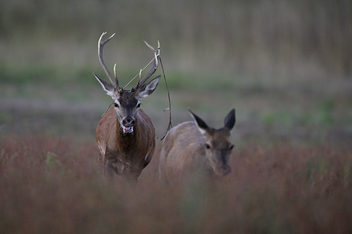 Jeune cerf en rut.