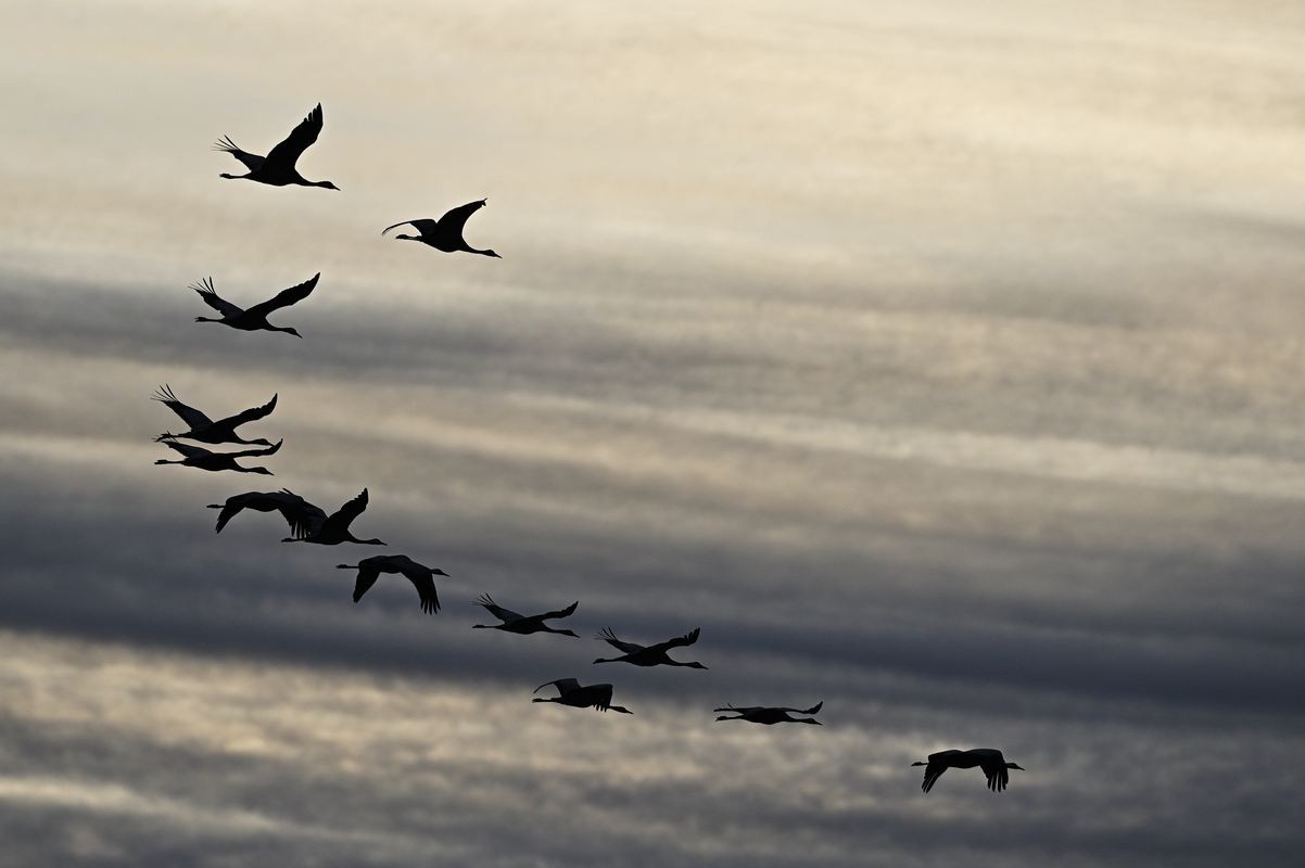 Grues cendrées en vol.