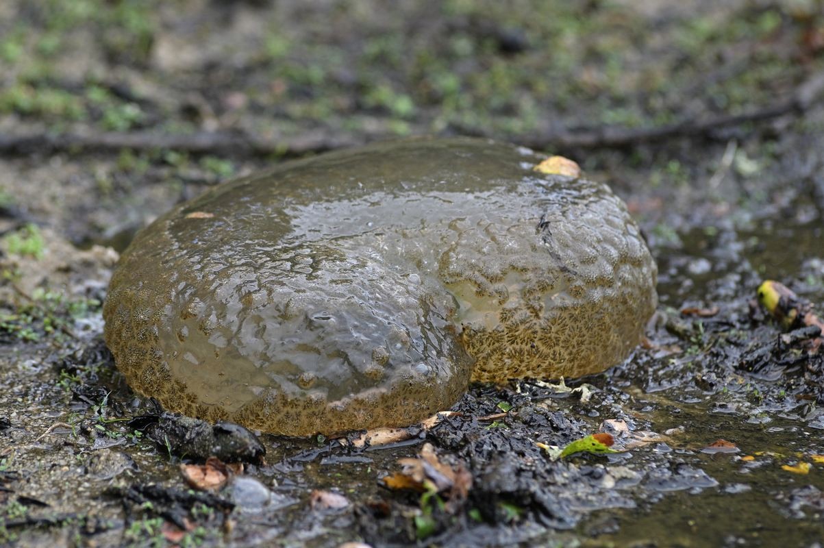 BRYOZOAIRE