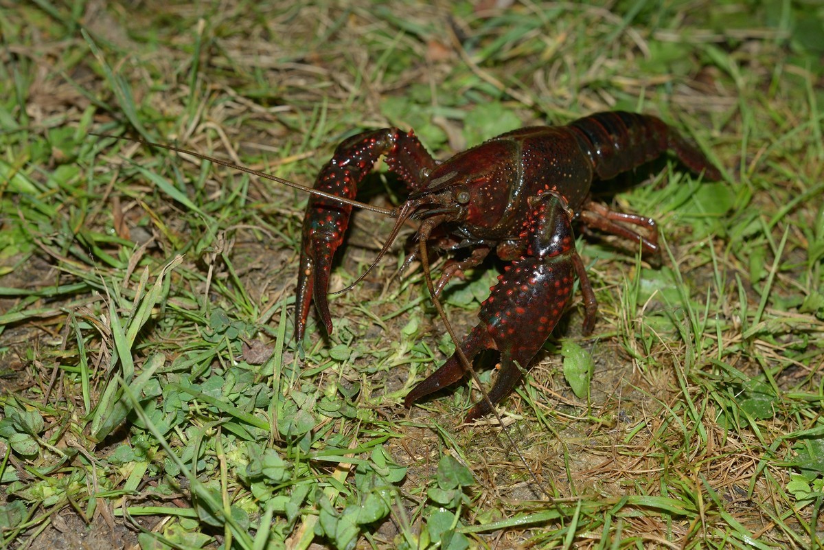 Ecrevisse de Louisianne.