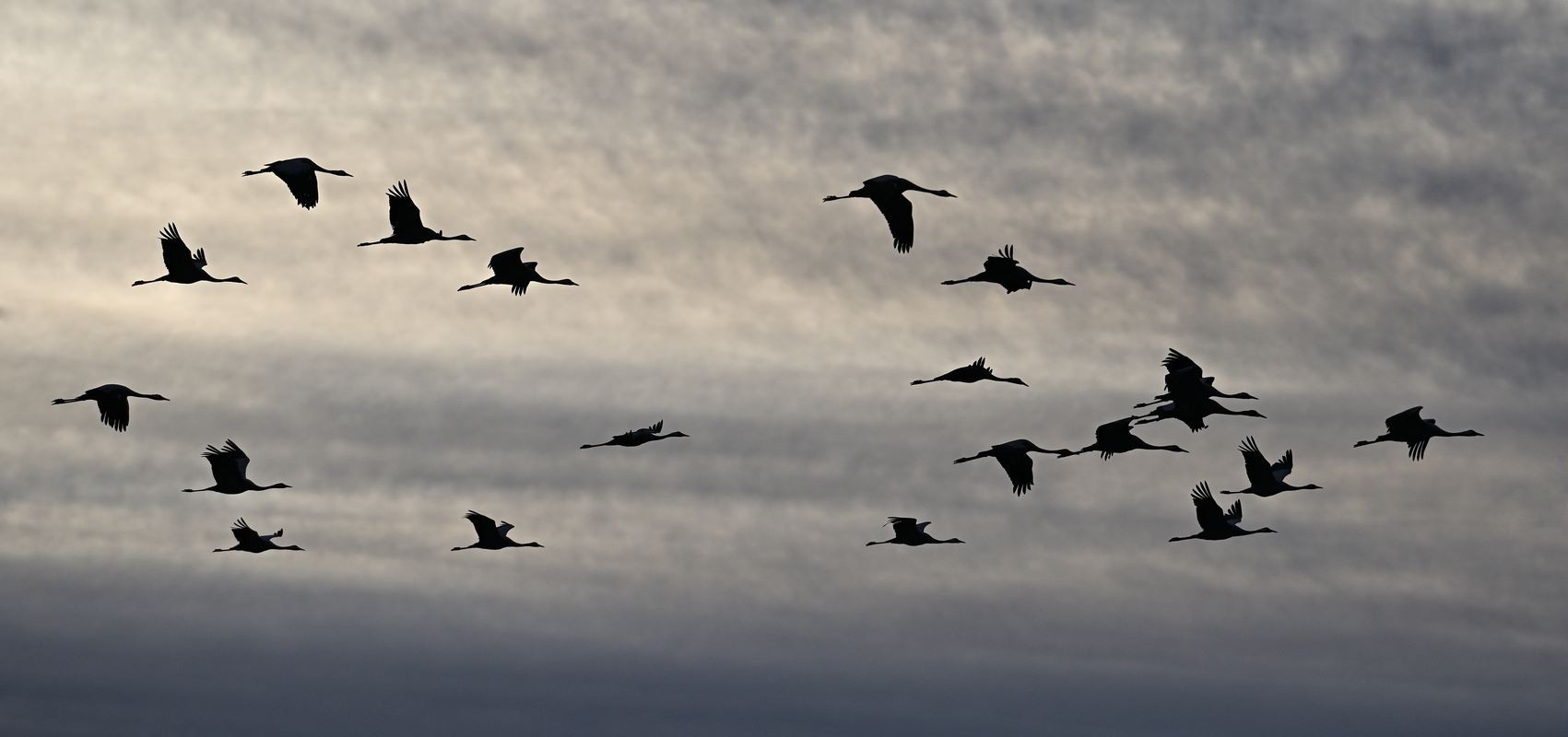 Grues cendrées en vol.