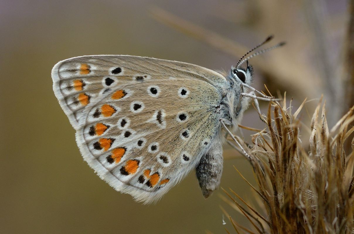 Azuré de Chapman ( P. thersItes ).