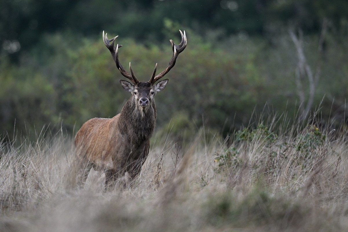 Grand cerf.