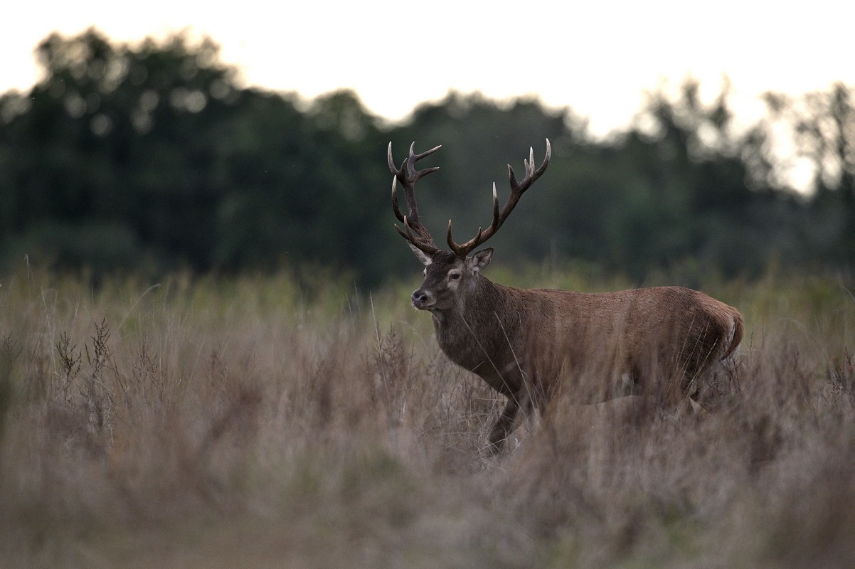 Grand cerf.