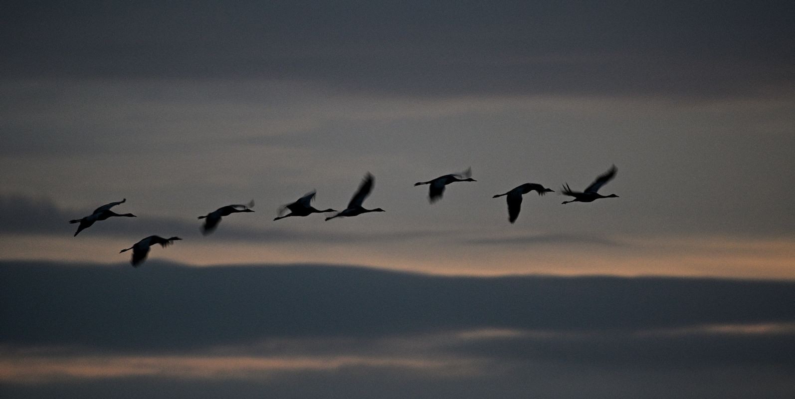 Grues cendrées en vol.