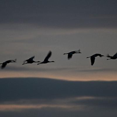 Migration des grues cendrées ( Diaporama ).