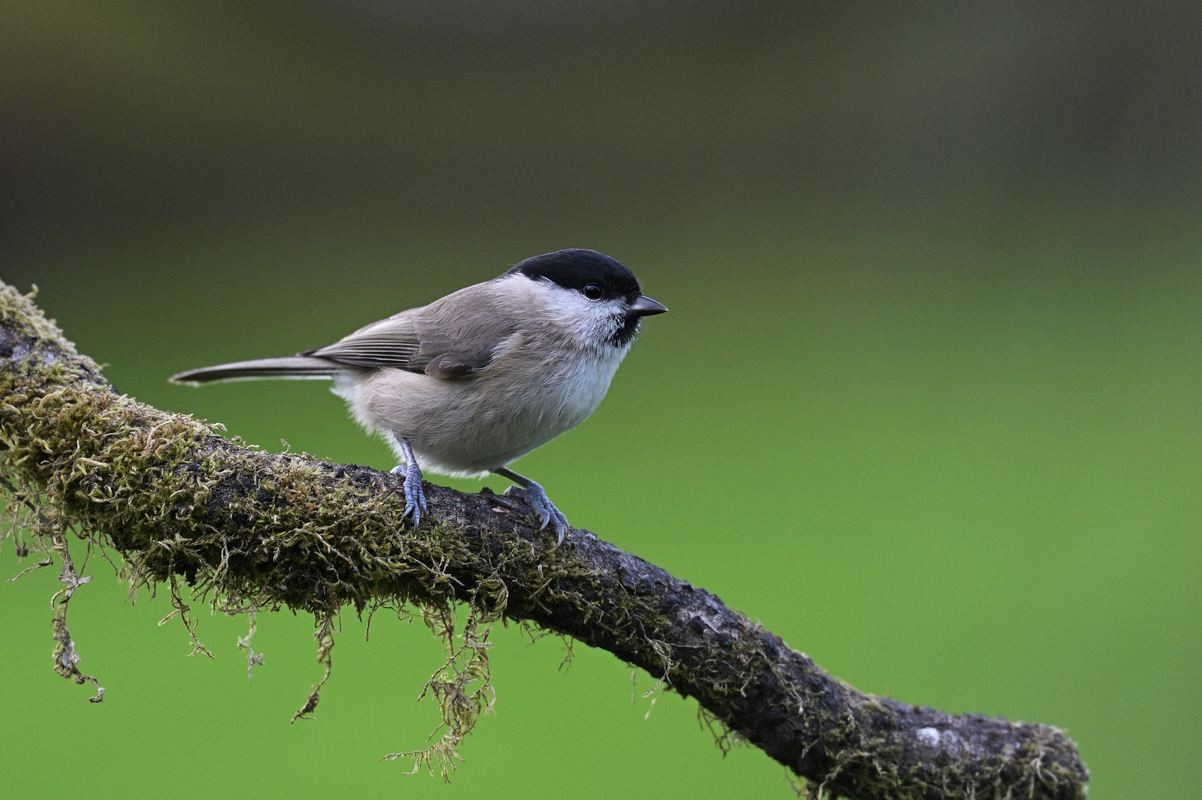 Mésange nonette.