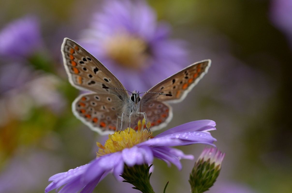 Azuré de Chapman ( P. thersItes ).