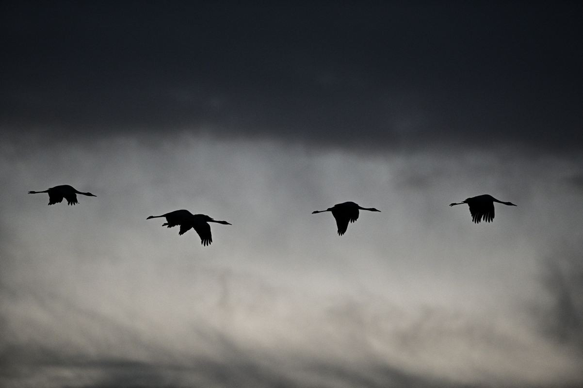 Grues cendrées en vol.