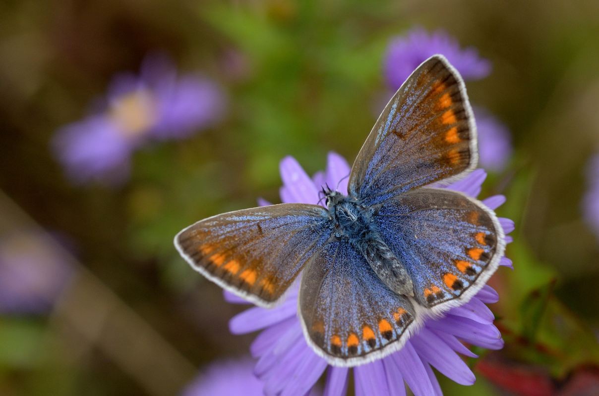 Azuré de Chapman ( P. thersItes ).