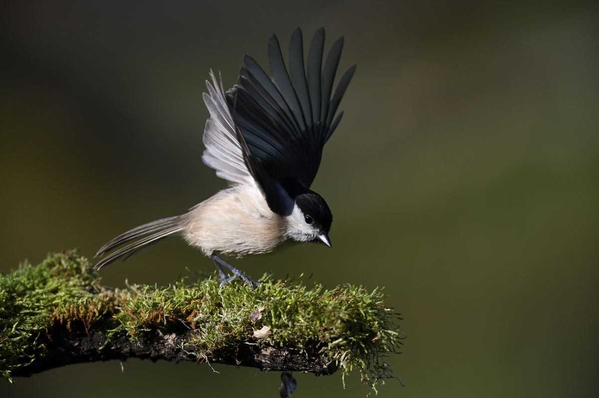 Mésange nonette.