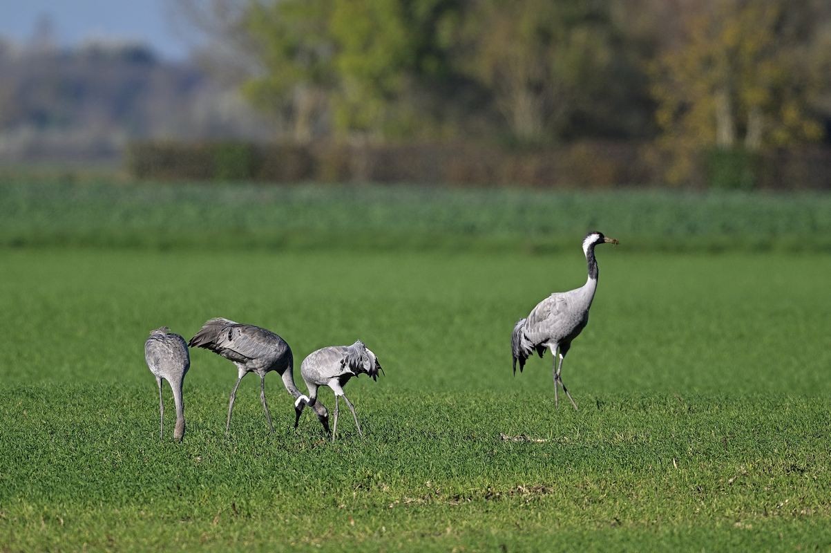 Grues cendrées.