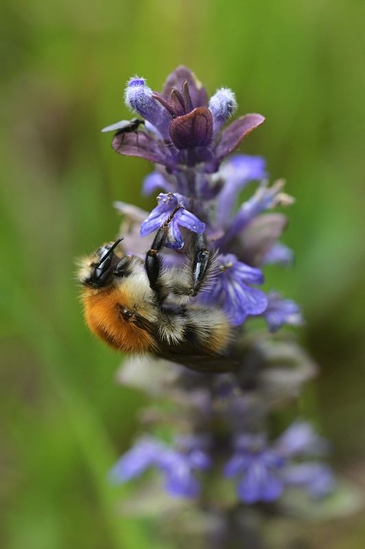 Bourdon terrestre sur bugle rampant.