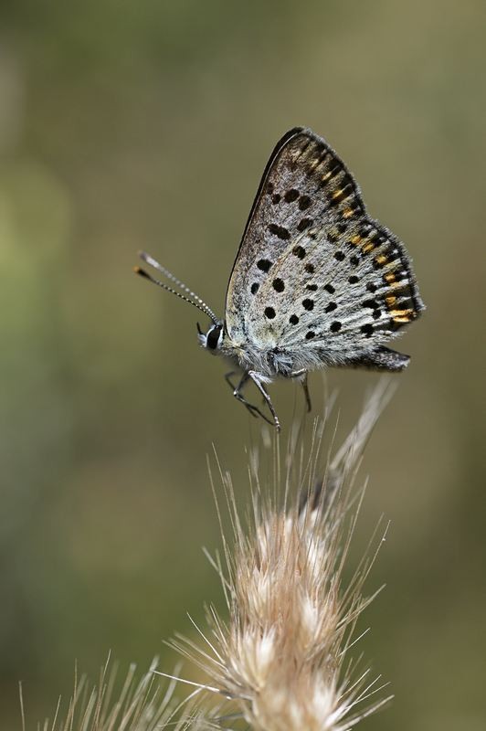 Azuré du thym.