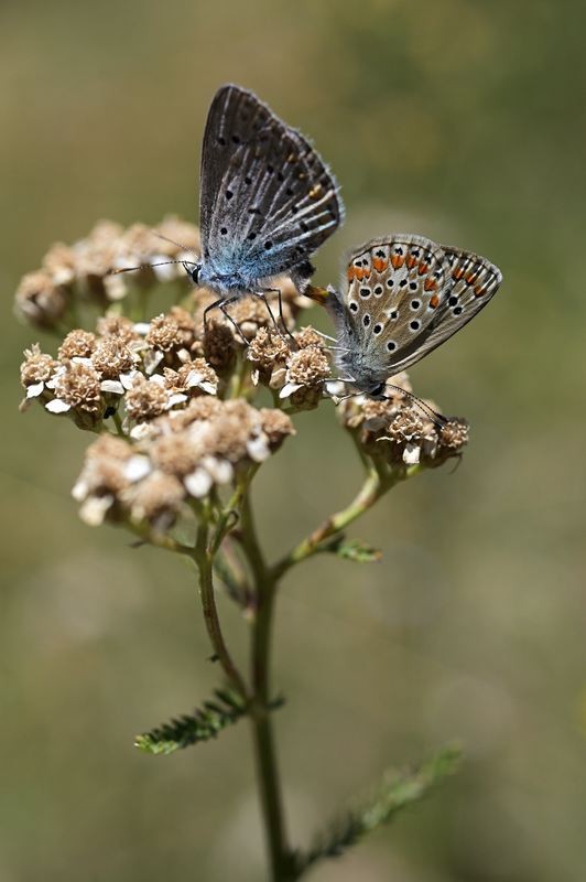 Couple d'argus bleus.