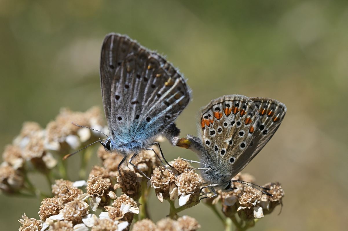 Couple d'argus bleus.