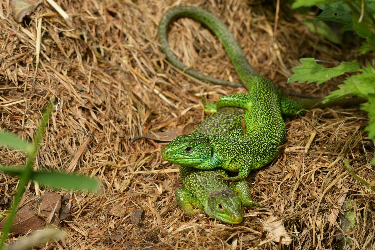 Lézard vert couple.