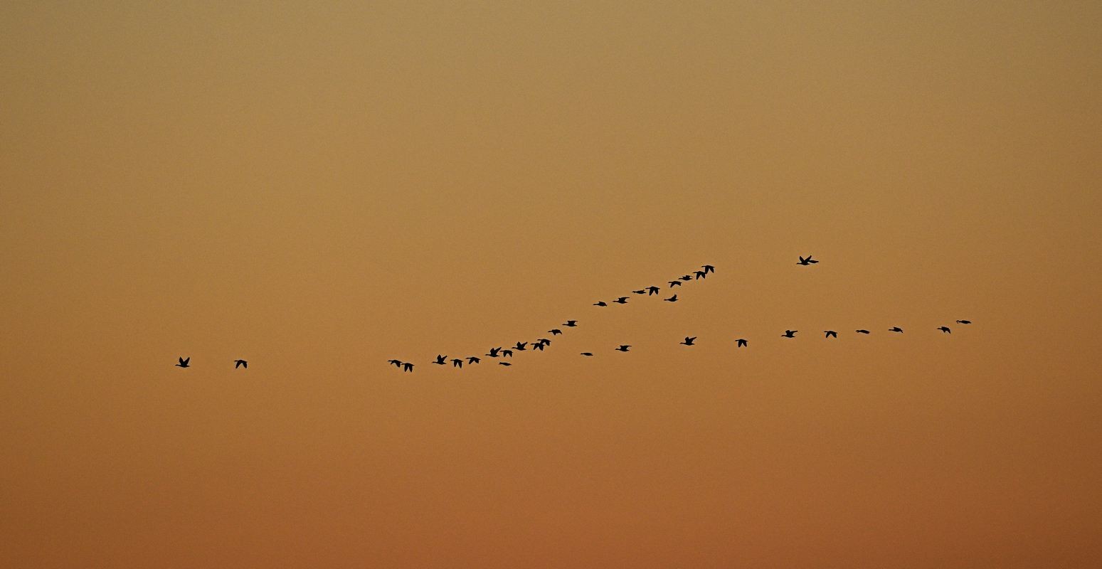 Aube sur les oies en migration.