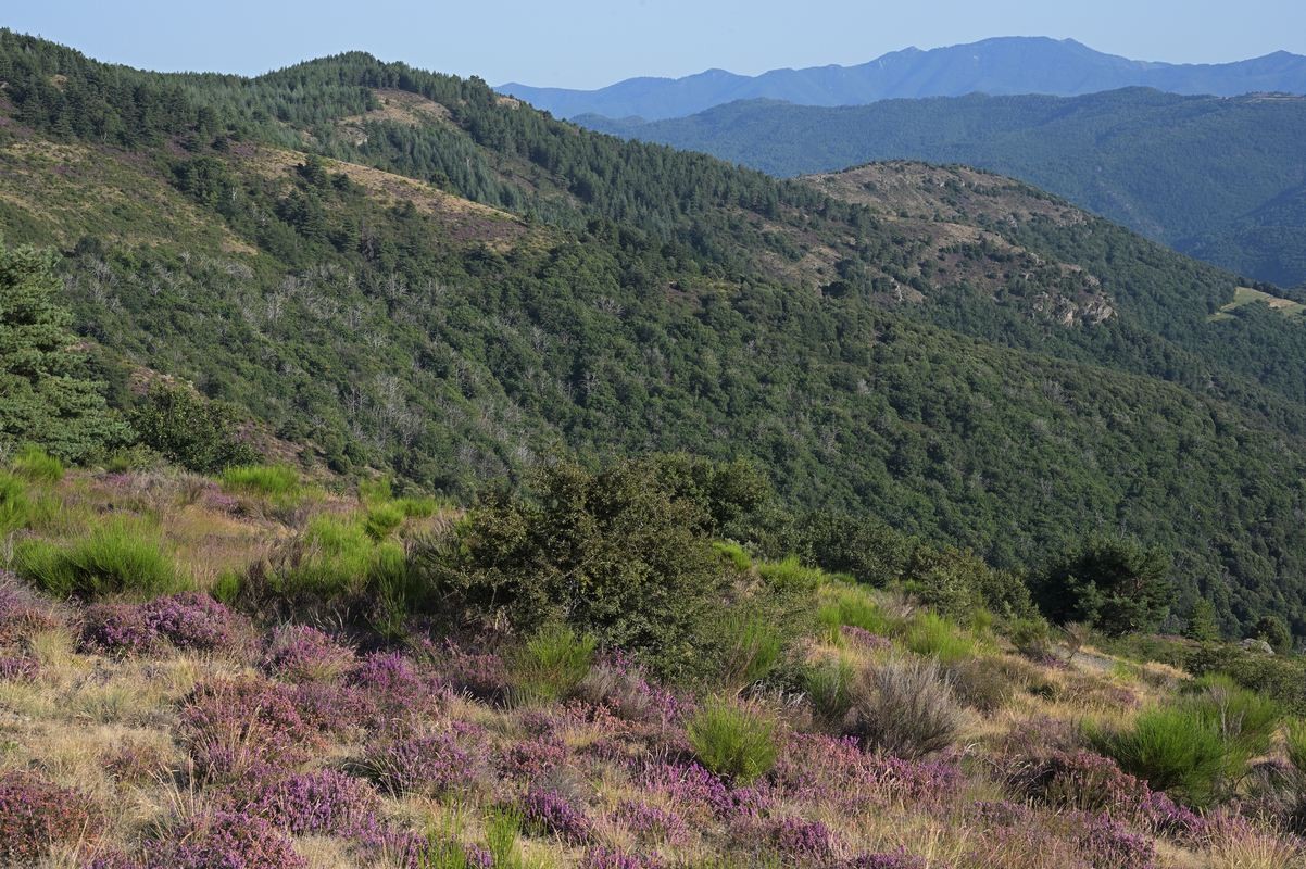 Paysages des cévennes.