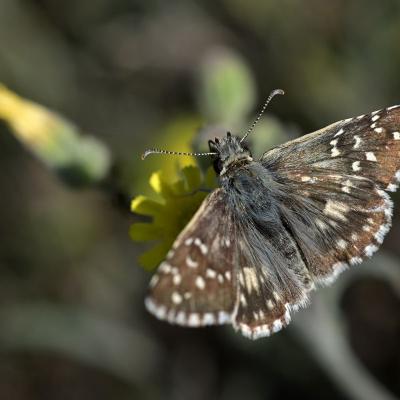 Cévennes : au pays de la lauze et des papillons.