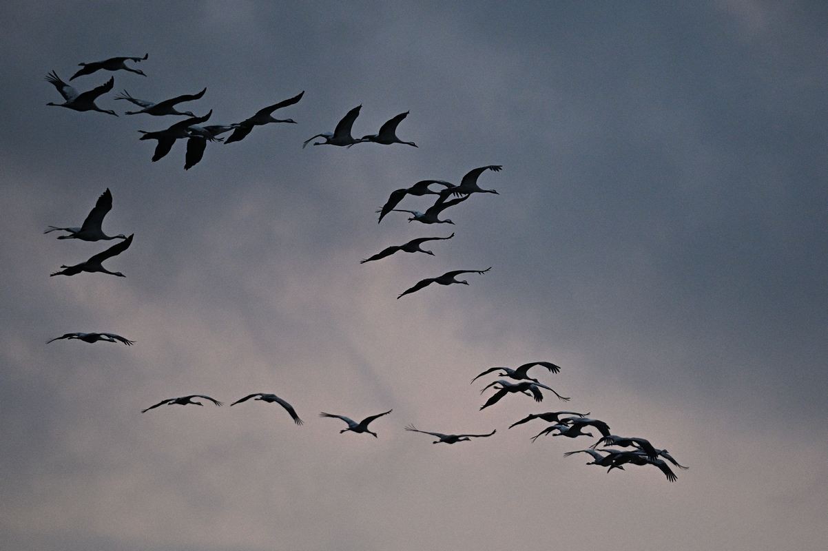 Grues cendrées en vol.