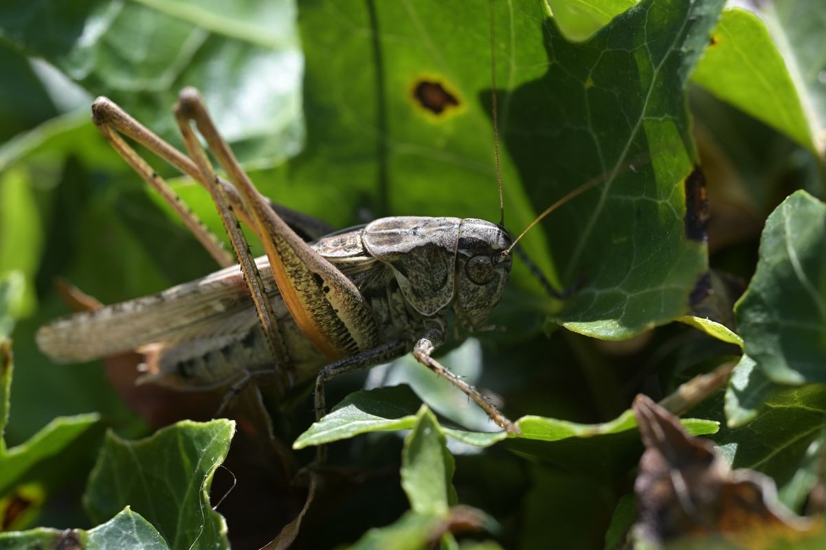 Sauterelle platycleis albopunctata.