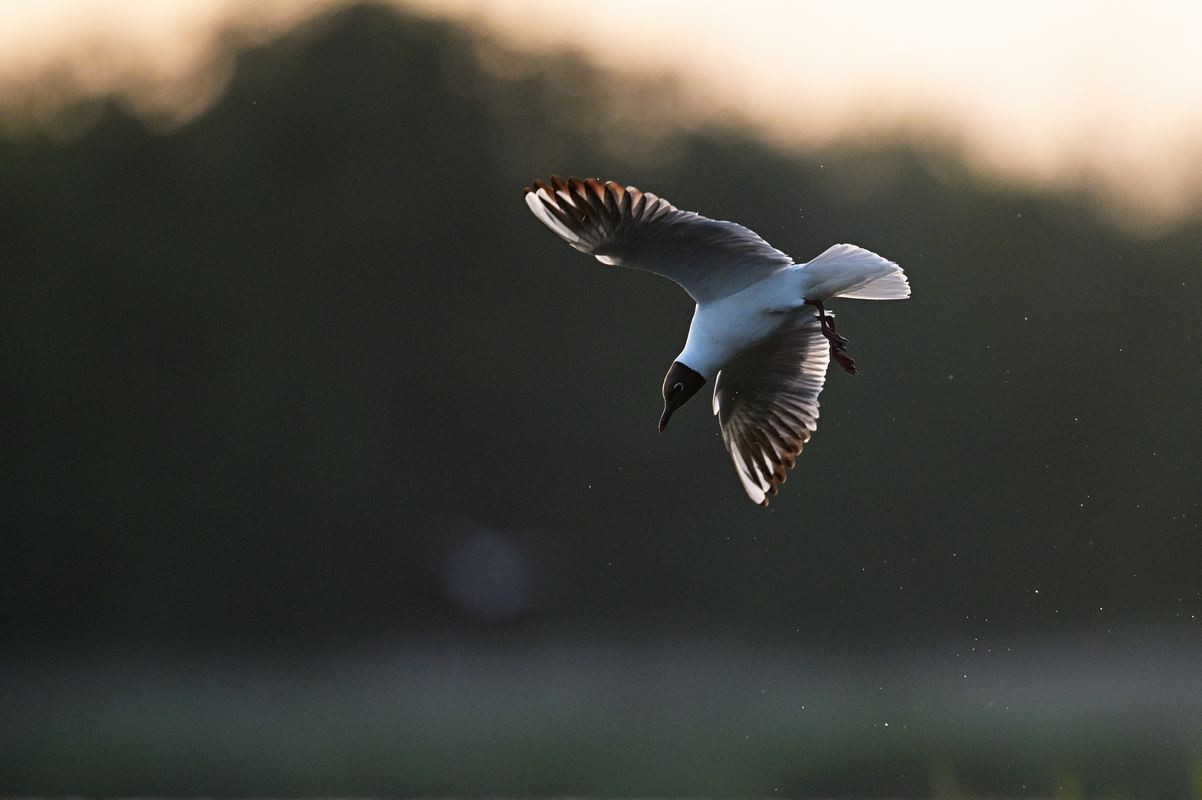 Mouette rieuse.