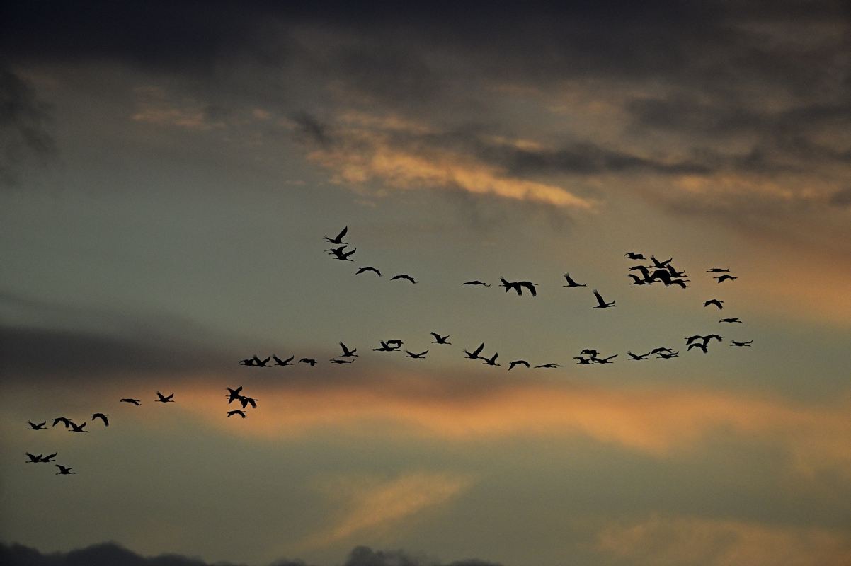 Grues cendrées en vol.