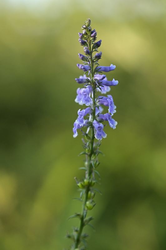 Anarrhinum à feuilles de pâquerettes.