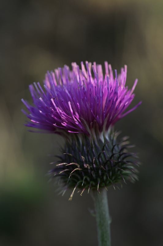 Fleur de chardon.