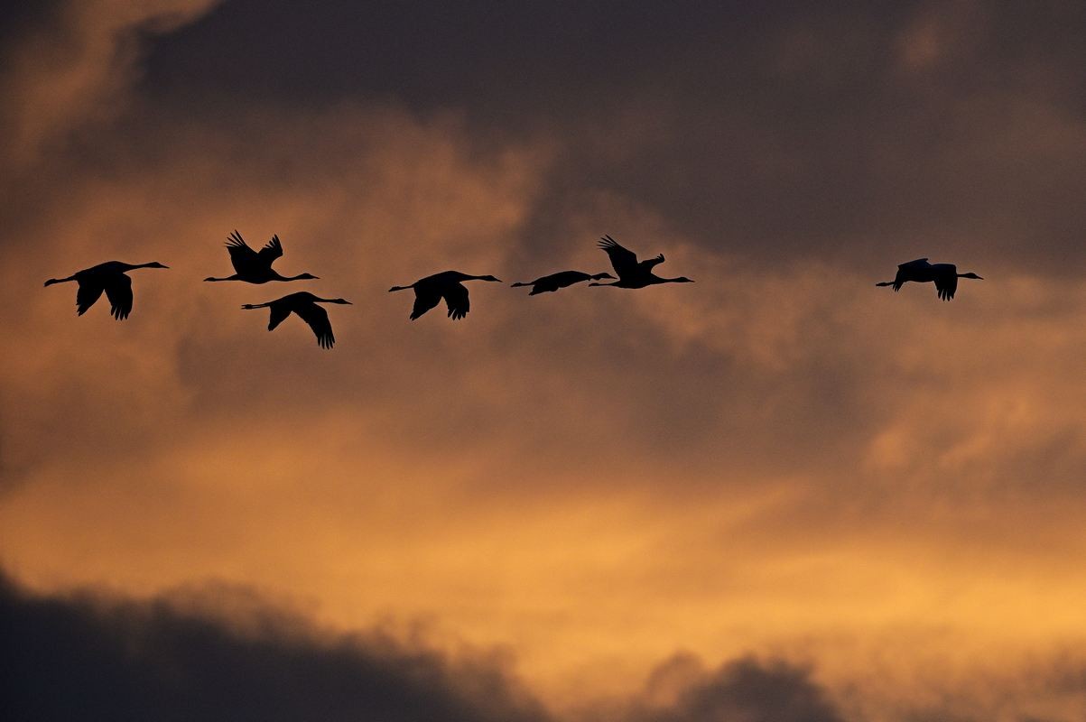 Grues cendrées en vol.