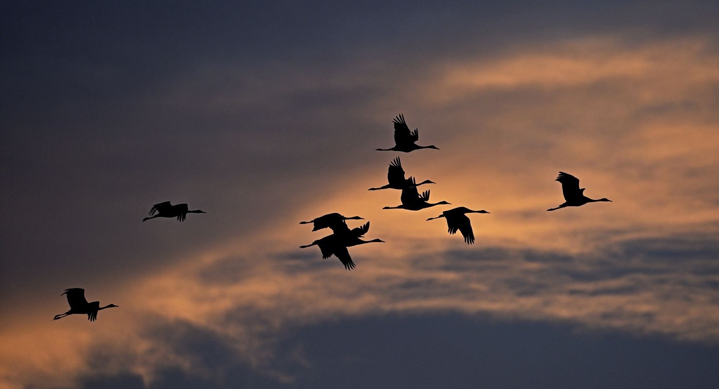 Grues cendrées en vol.