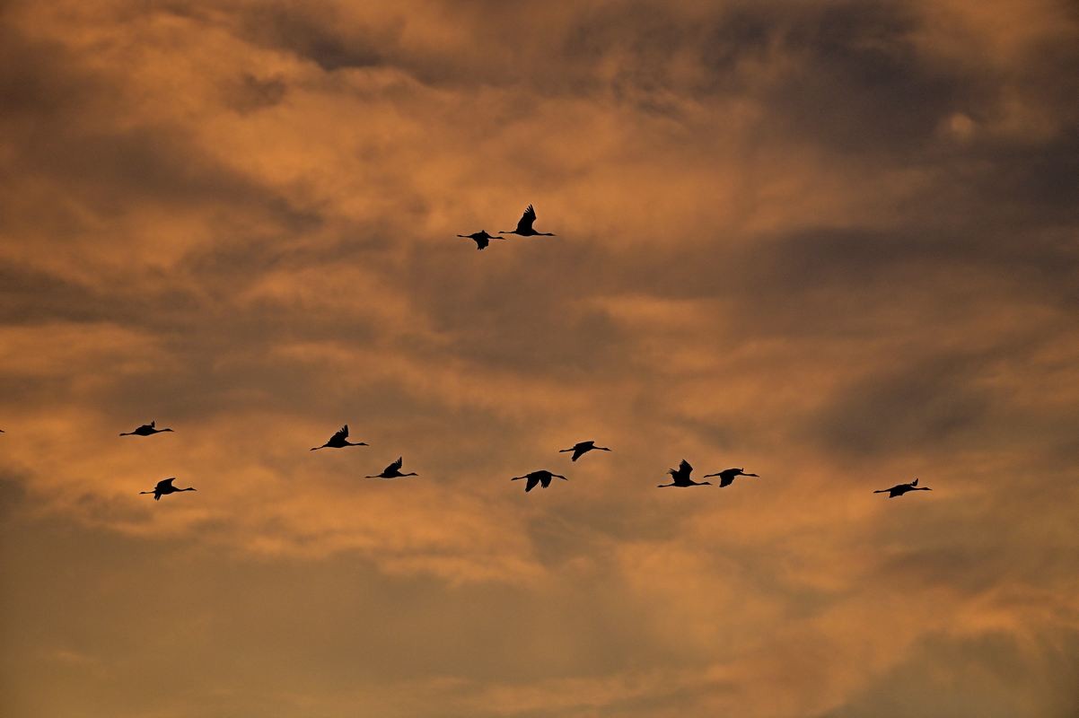 Grues cendrées en vol.