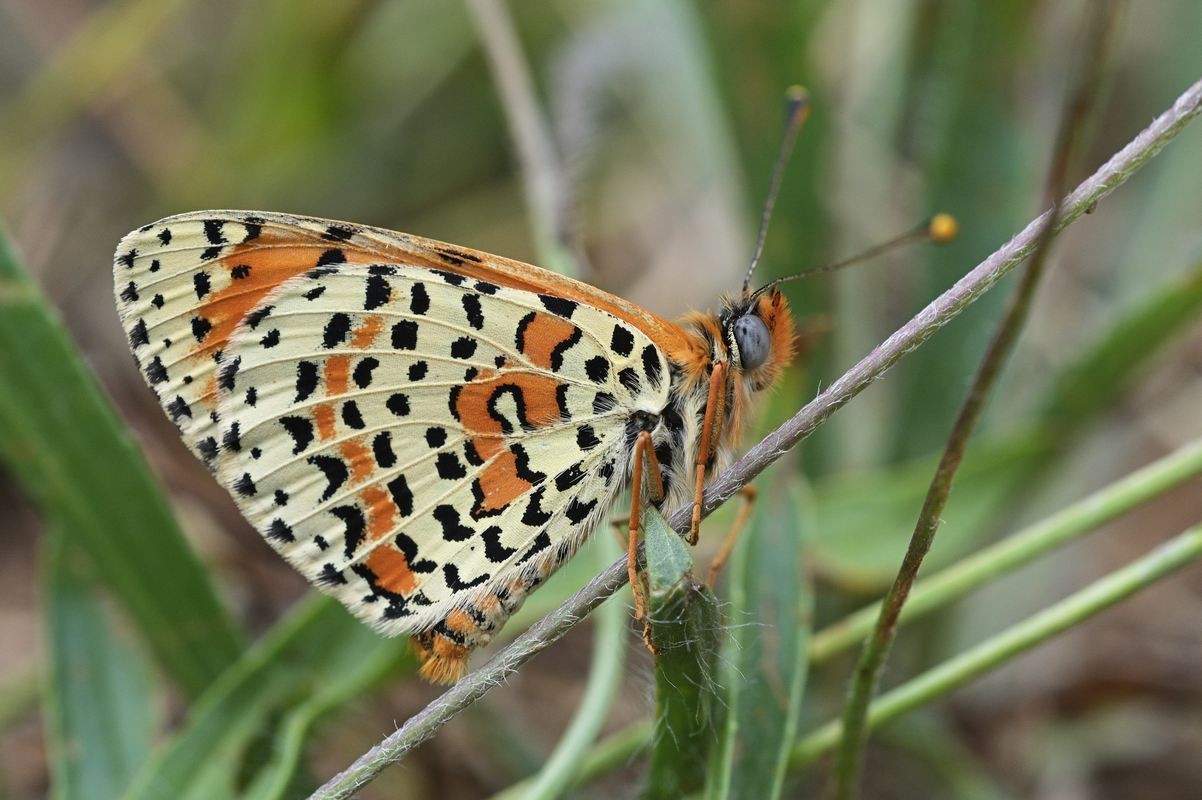 Mélitée orangée.